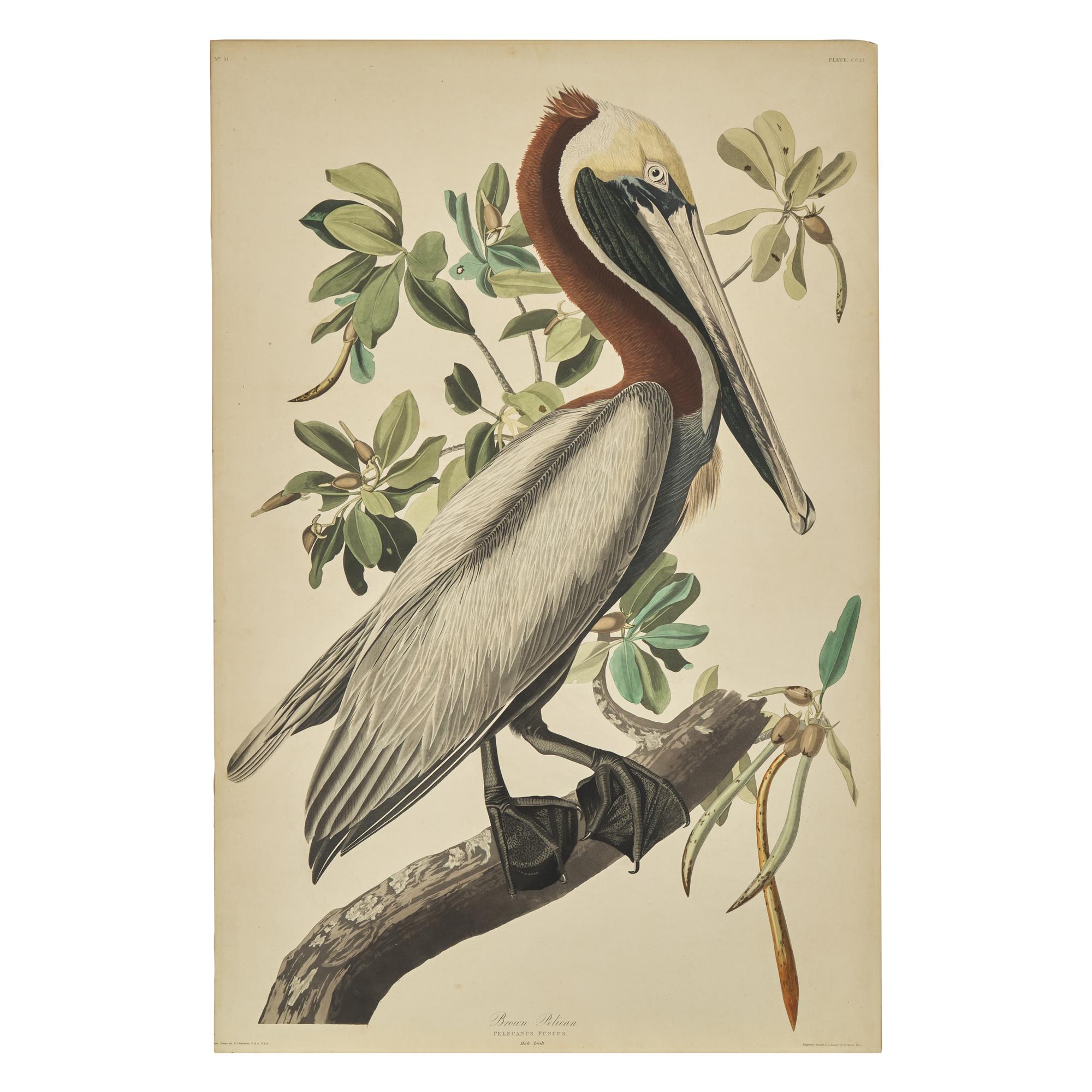 [Natural History] Audubon, John James. Brown Pelican