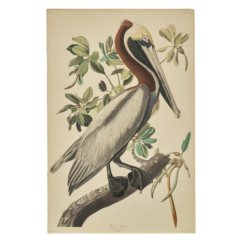 [Natural History] Audubon, John James. Brown Pelican
