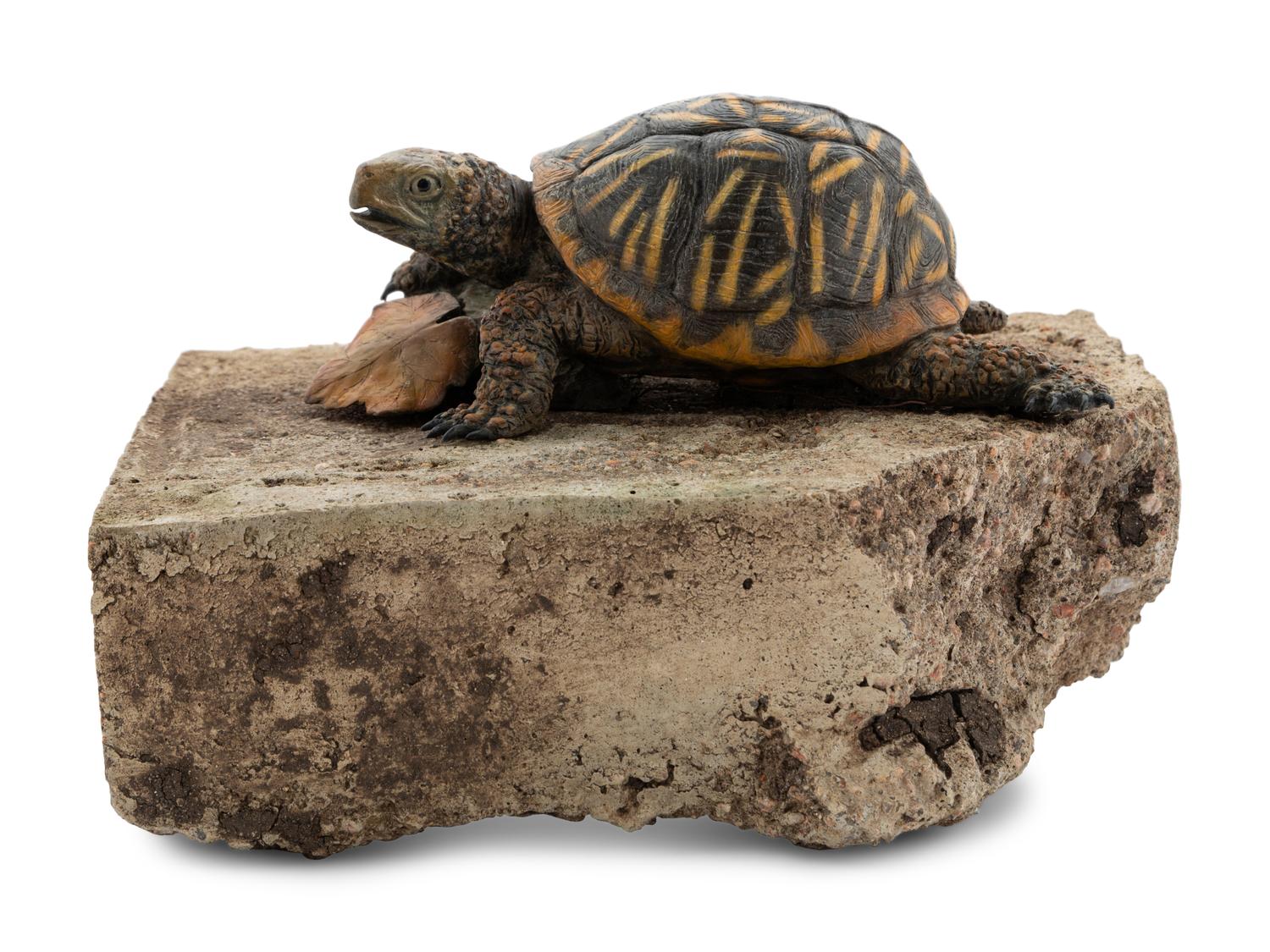 Ornate Box Turtle