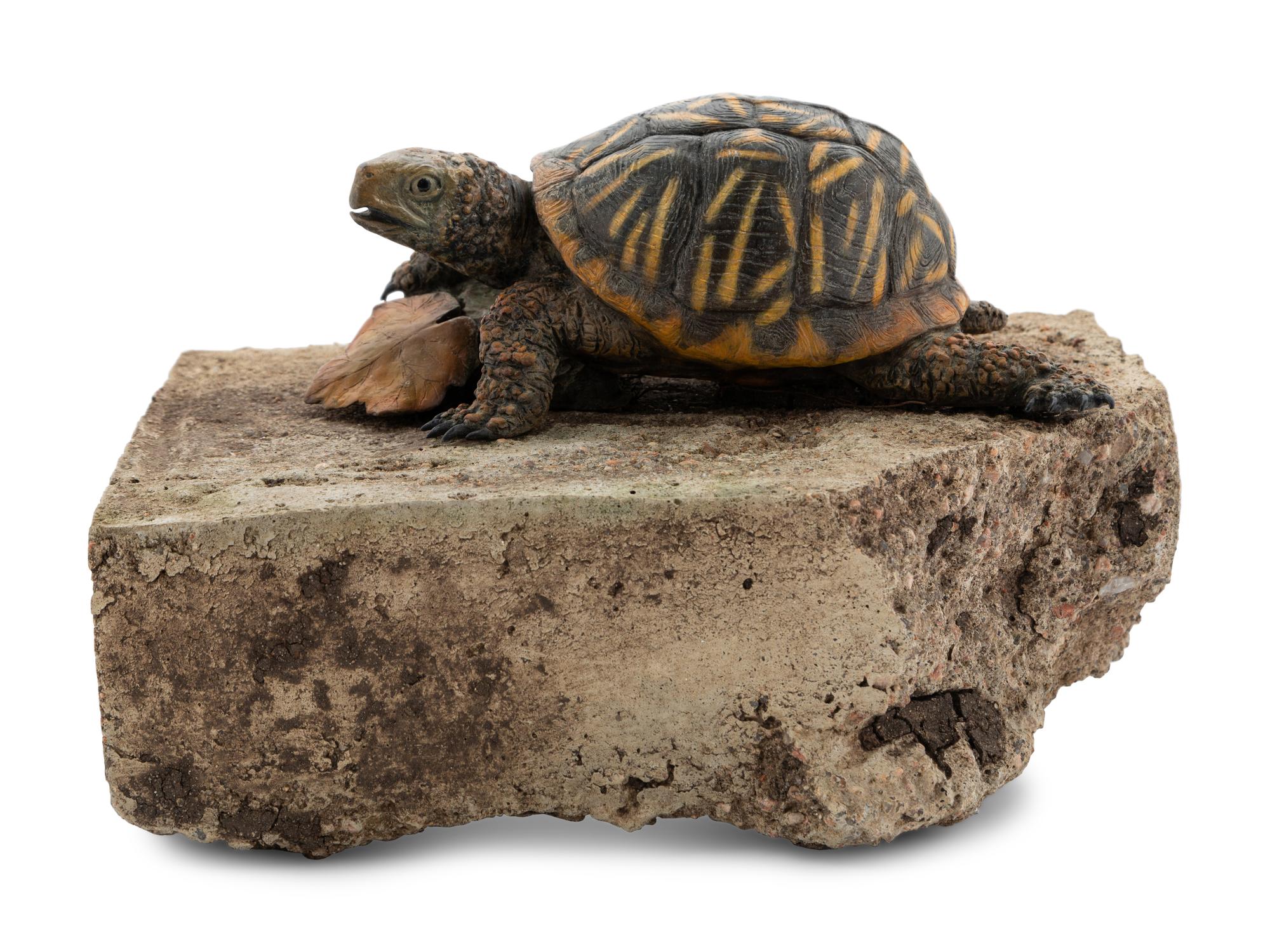 Ornate Box Turtle