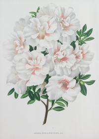 Four Botanical Color Lithographs Framed 12 1/2 X 8 3/4 inches. — 20TH CENTURY