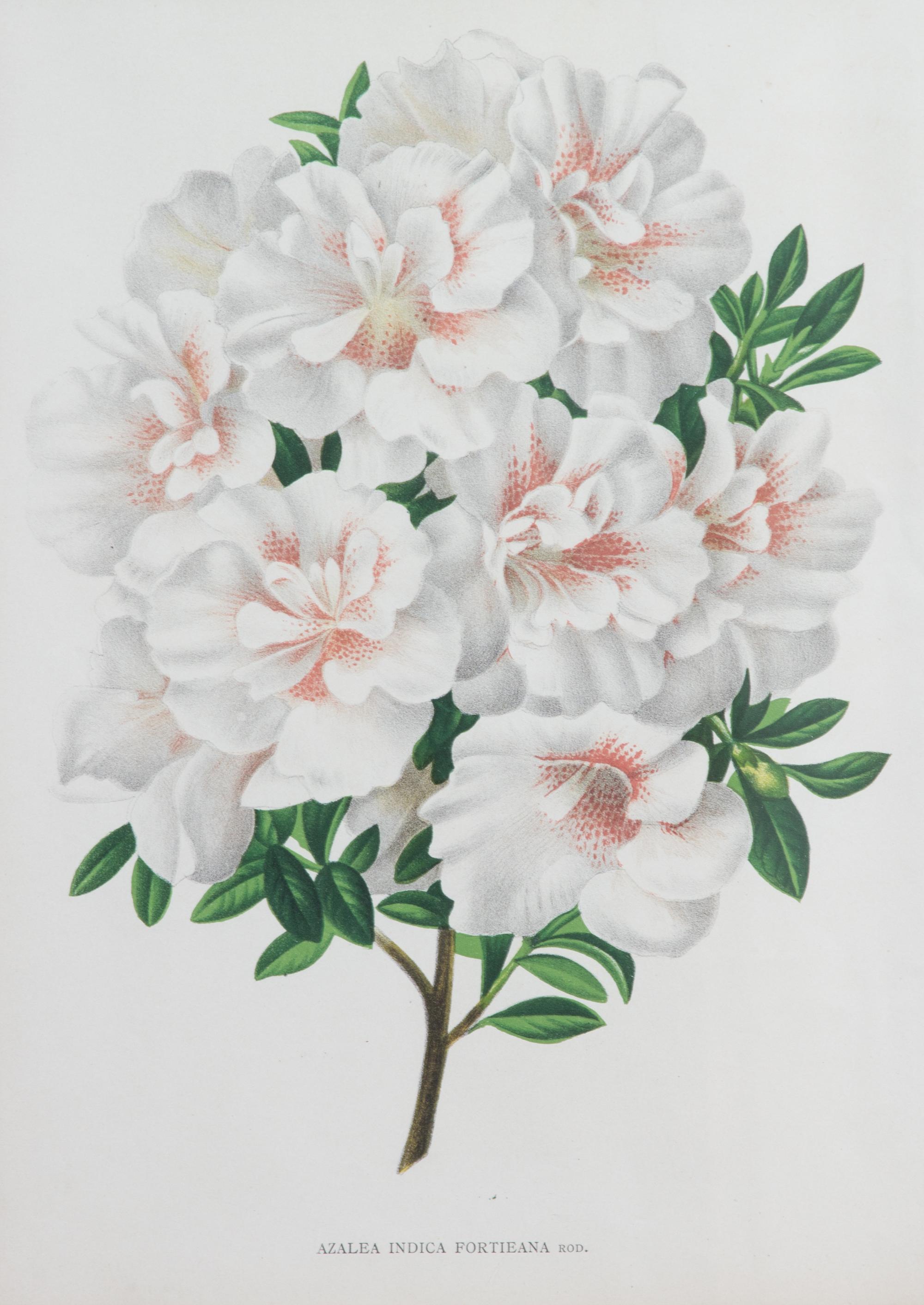 Four Botanical Color Lithographs Framed 12 1/2 X 8 3/4 inches. — 20TH CENTURY