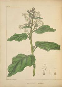 [Color-Plate Books] Barton, William P.C.: A Flora of North America…