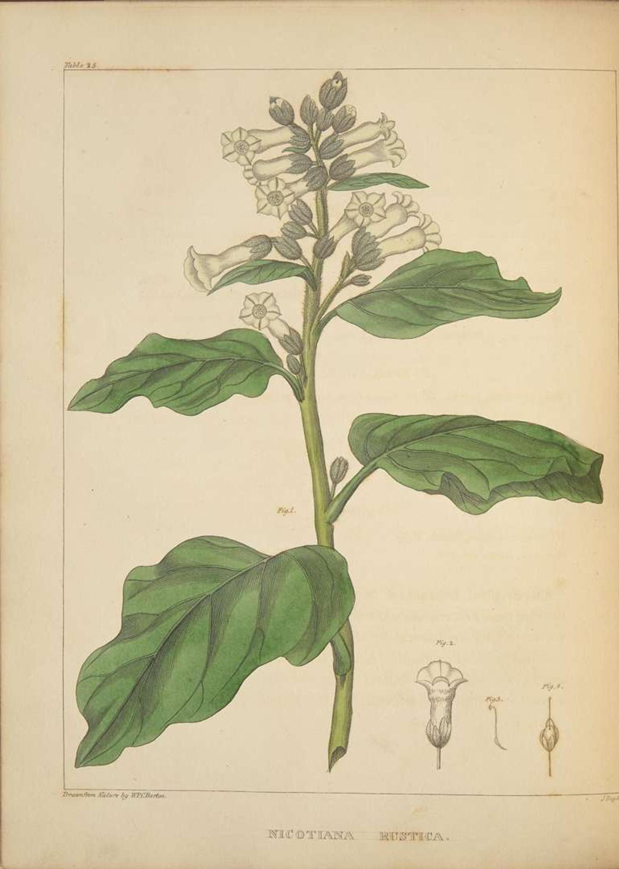 [Color-Plate Books] Barton, William P.C.: A Flora of North America…