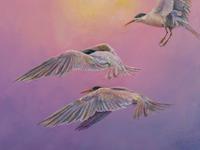 Terns and Hazy Sun , 2007