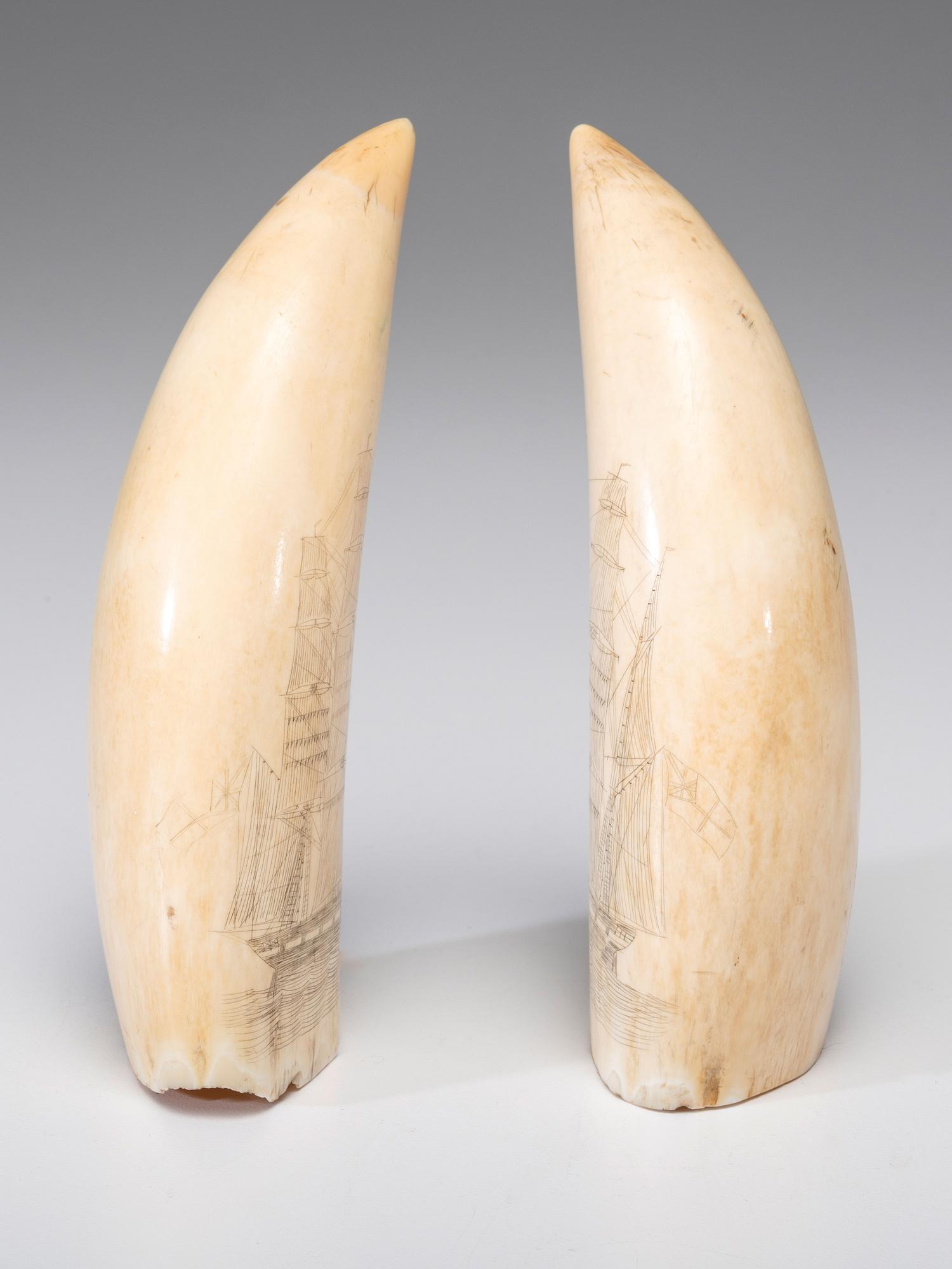 A Pair of Scrimshaw Sperm Whale's Teeth