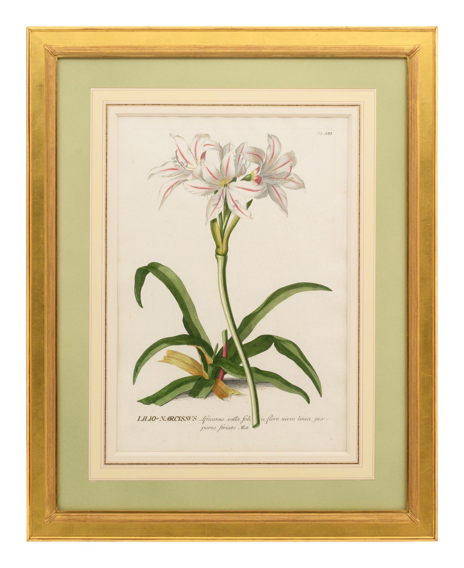 A Collection of Ten Abraham Munting Botanical Engravings from Naauwkeurige Beschryving Der Aardgewassen (1696)
