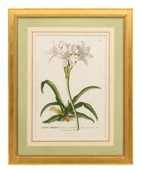 A Collection of Ten Abraham Munting Botanical Engravings from Naauwkeurige Beschryving Der Aardgewassen (1696)