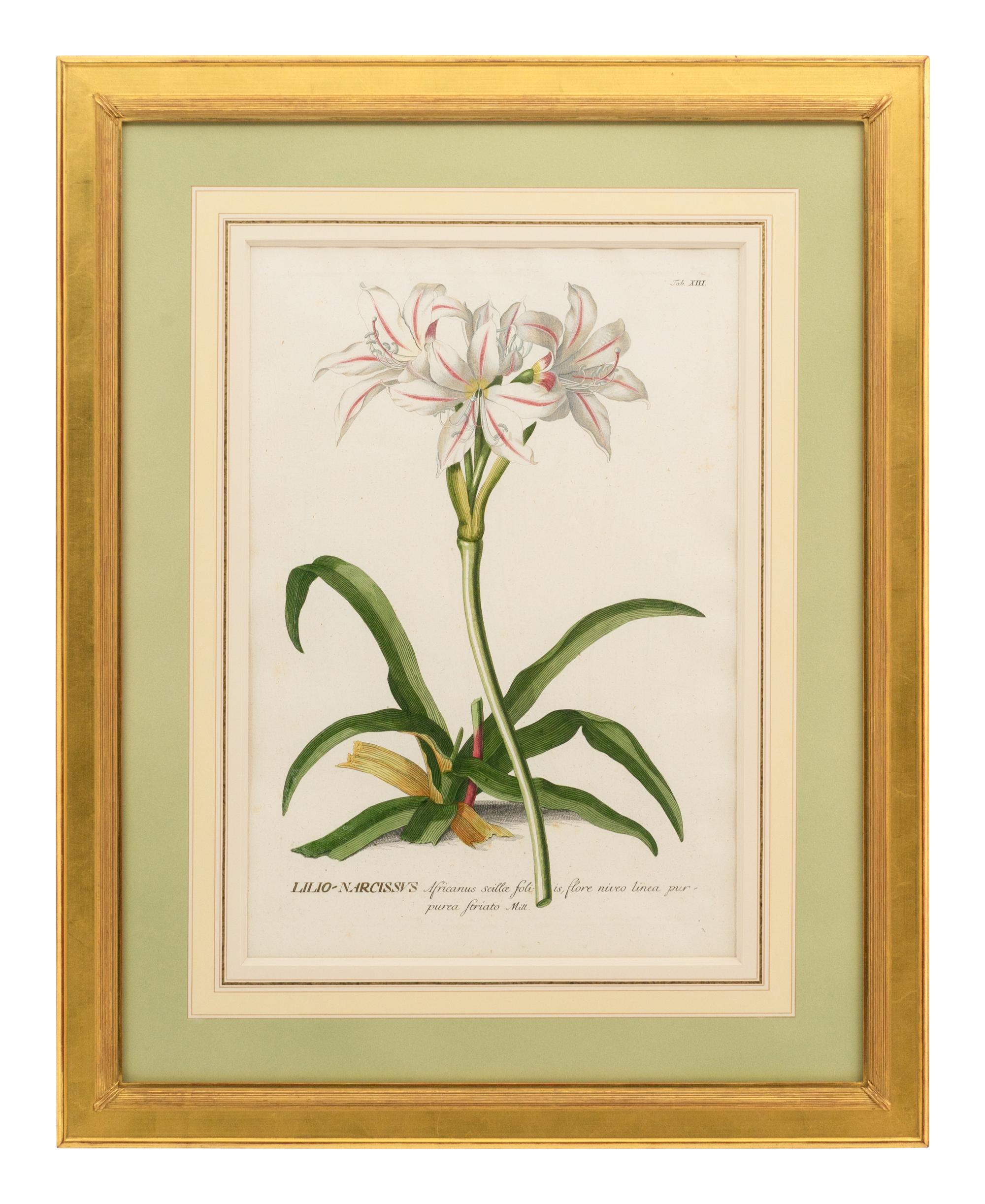 A Collection of Ten Abraham Munting Botanical Engravings from Naauwkeurige Beschryving Der Aardgewassen (1696)