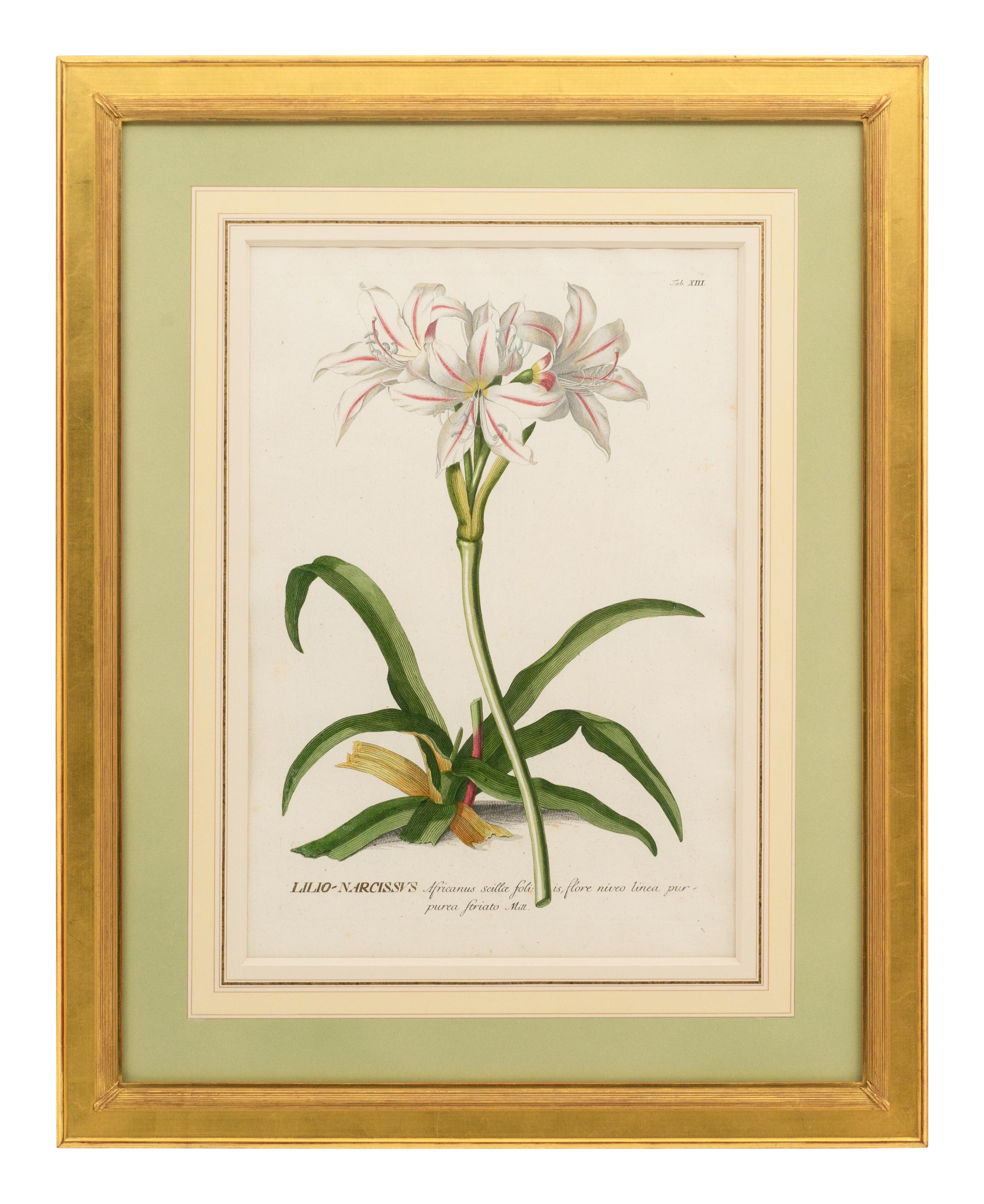 A Collection of Ten Abraham Munting Botanical Engravings from Naauwkeurige Beschryving Der Aardgewassen (1696)