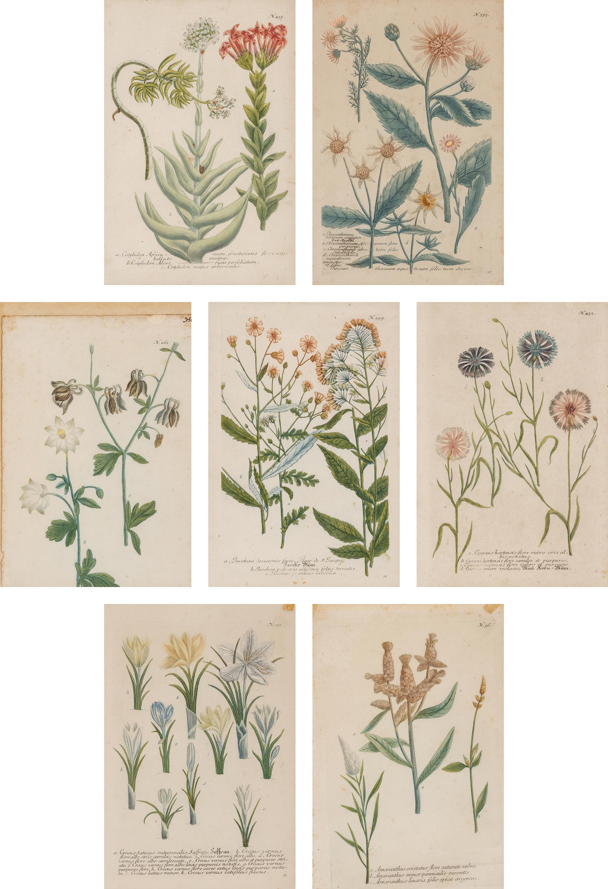 Seven Framed Antiquarian Botanical Book Plates