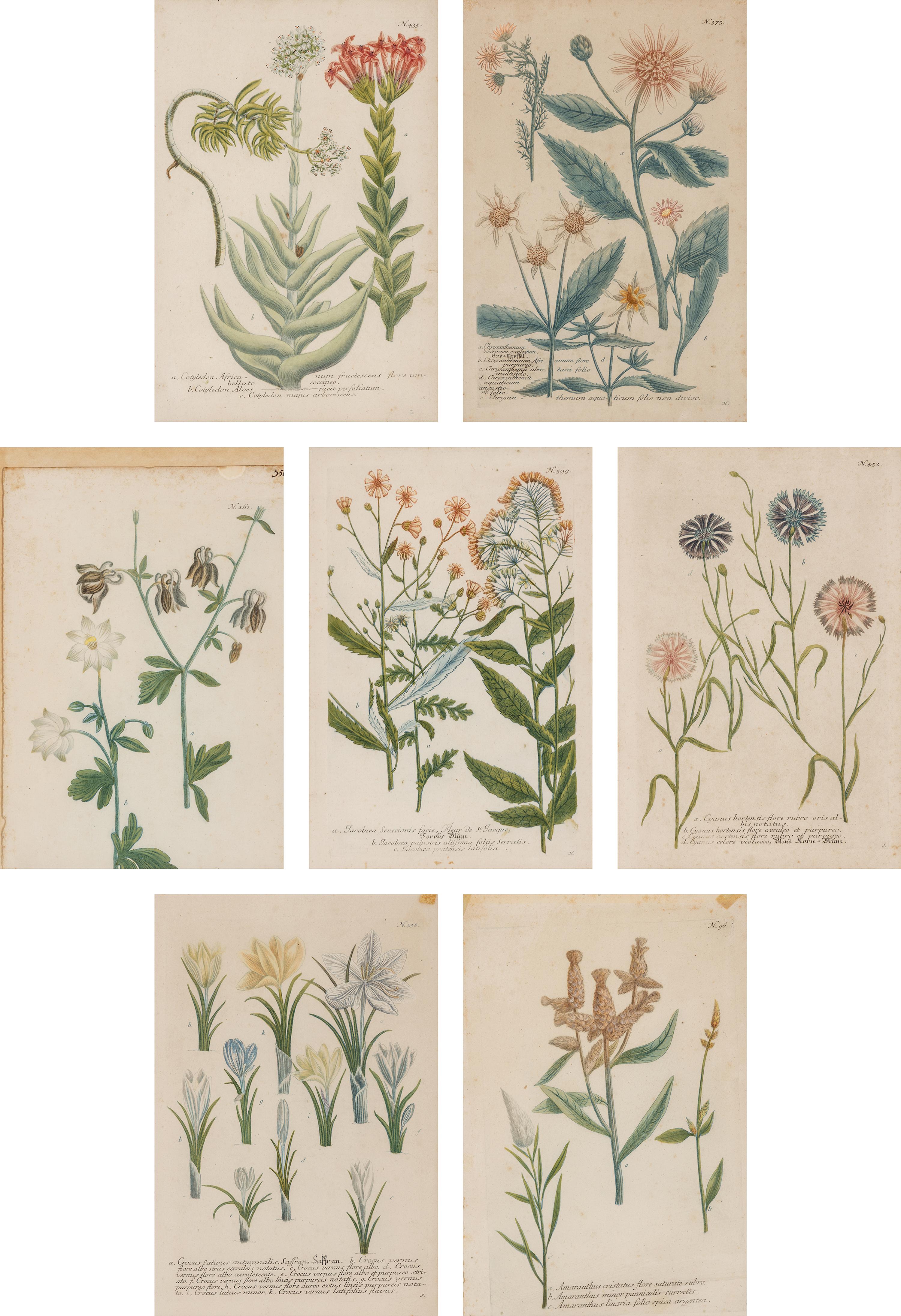 Seven Framed Antiquarian Botanical Book Plates