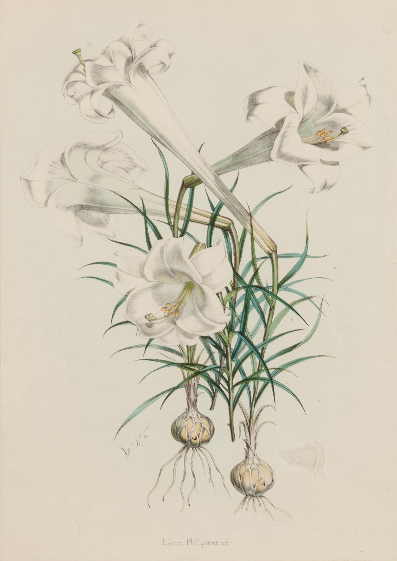 [LILIES]. 4 prints from H. J. Elwes's A Monograph On The Genus Lilium