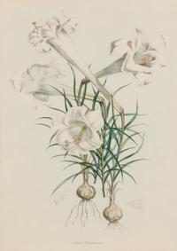 [LILIES]. 4 prints from H. J. Elwes's A Monograph On The Genus Lilium
