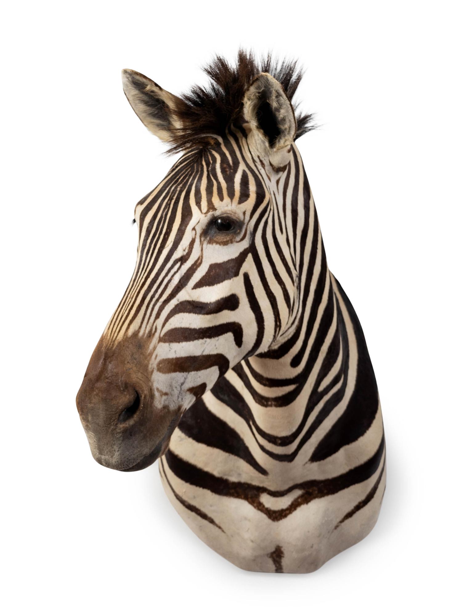 A Shoulder Mount Taxidermy Zebra — 20TH CENTURY