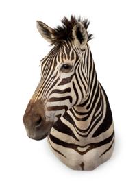 A Shoulder Mount Taxidermy Zebra — 20TH CENTURY