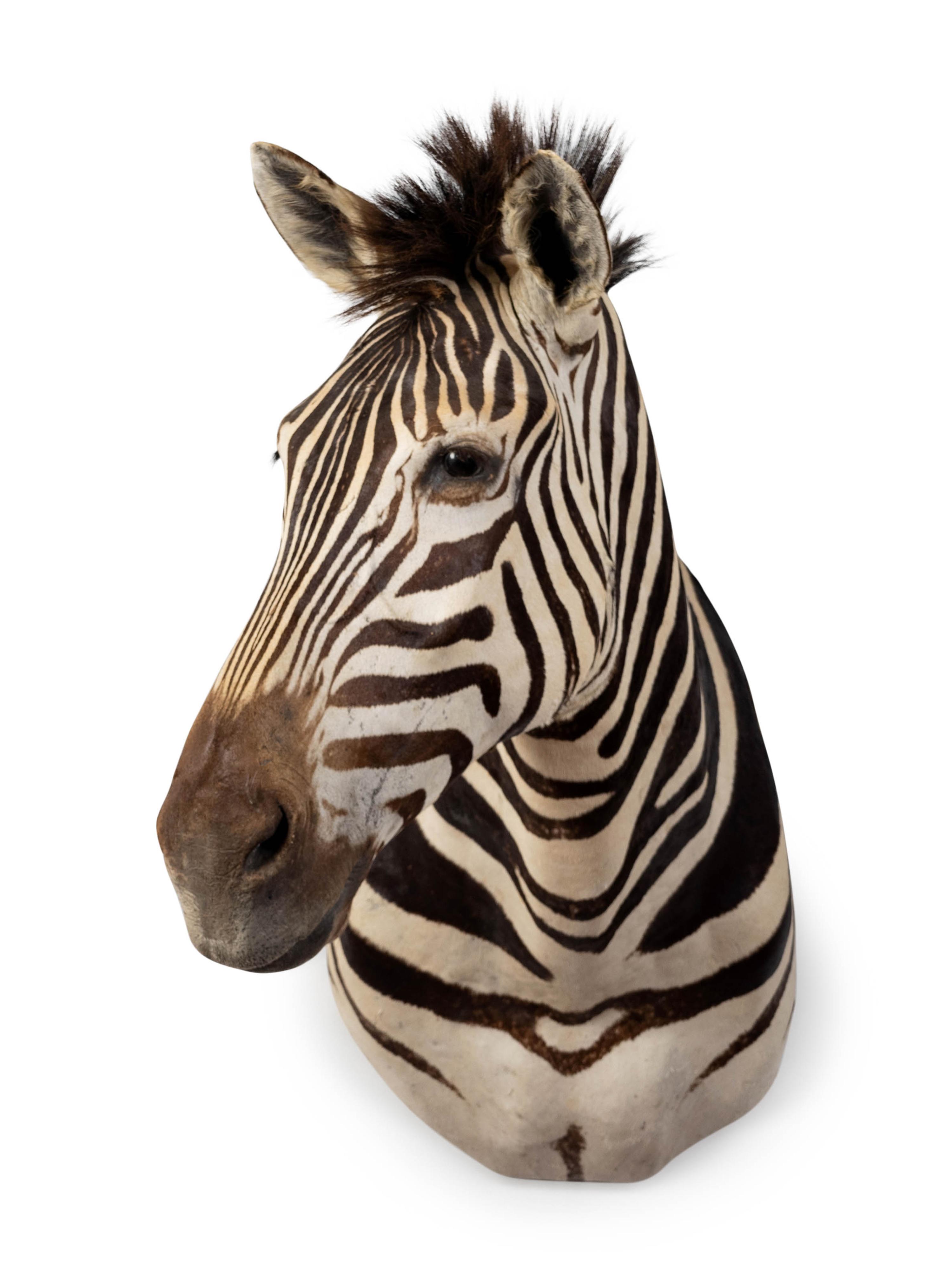 A Shoulder Mount Taxidermy Zebra — 20TH CENTURY