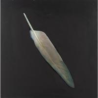 Feather