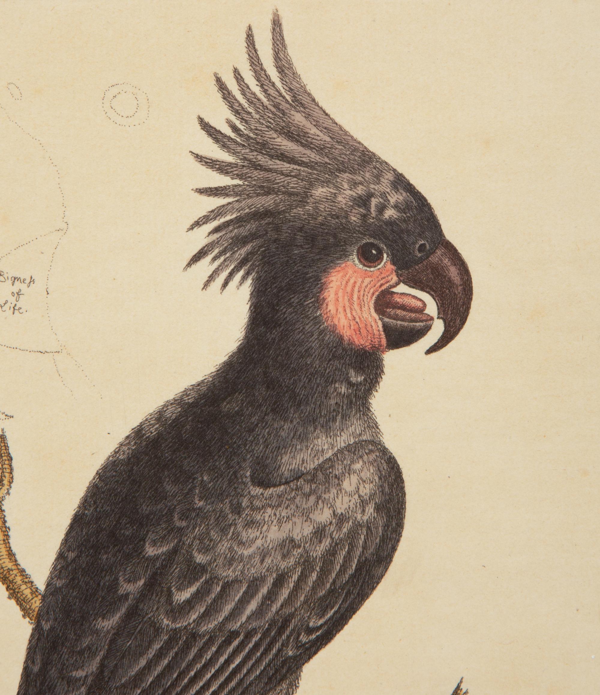 A Set of Twelve Hand-Colored Engravings of Parrots from A Natural History of Uncommon Birds by George Edwards (English, 1694-1773)