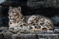 Snow Leopard