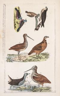 (ORNITHOLOGY, WILSON, ALEXANDER) BREWER, T.M. American Ornithology. New York, 1852.