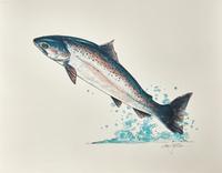 [Cheloniidae Press] Bodio, Stephen, and Ted Williams. Atlantic Salmon Salmo Salar