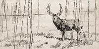 Buck in Willows