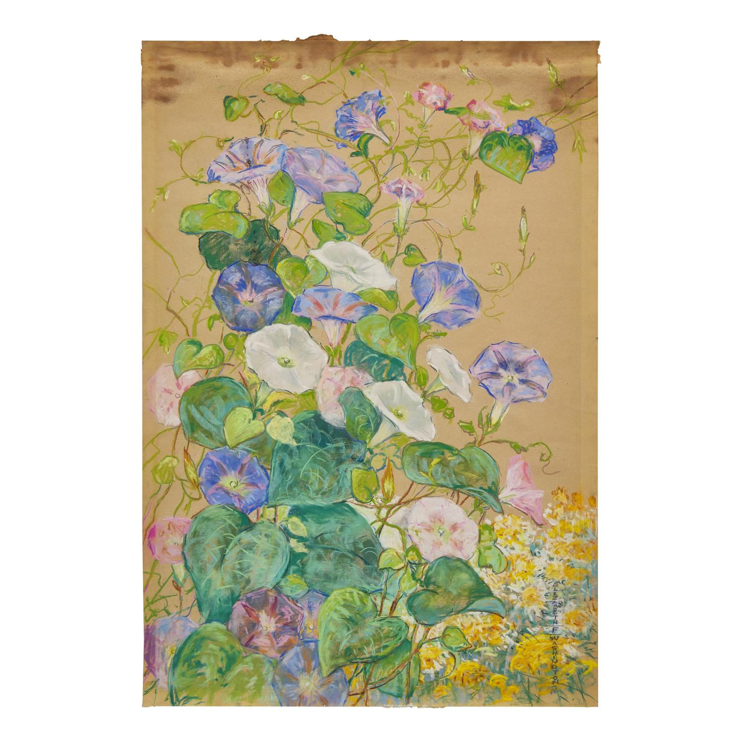 Morning Glories; A Pair