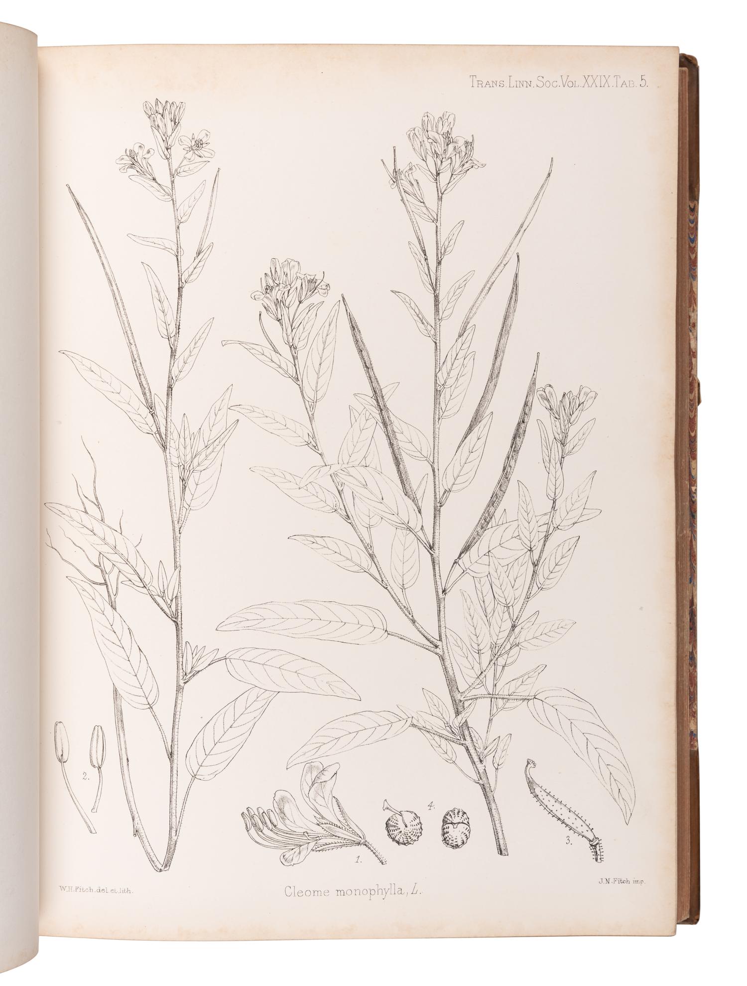 [EXPLORATION -- AFRICA]. PEKE, John Hanning (1827-1864), James Augustus GRANT (1827-1892), and Daniel OLIVER, editor (1830-1916). Botany of the Speke and Grant Expedition . London: Taylor and Francis, 1872.