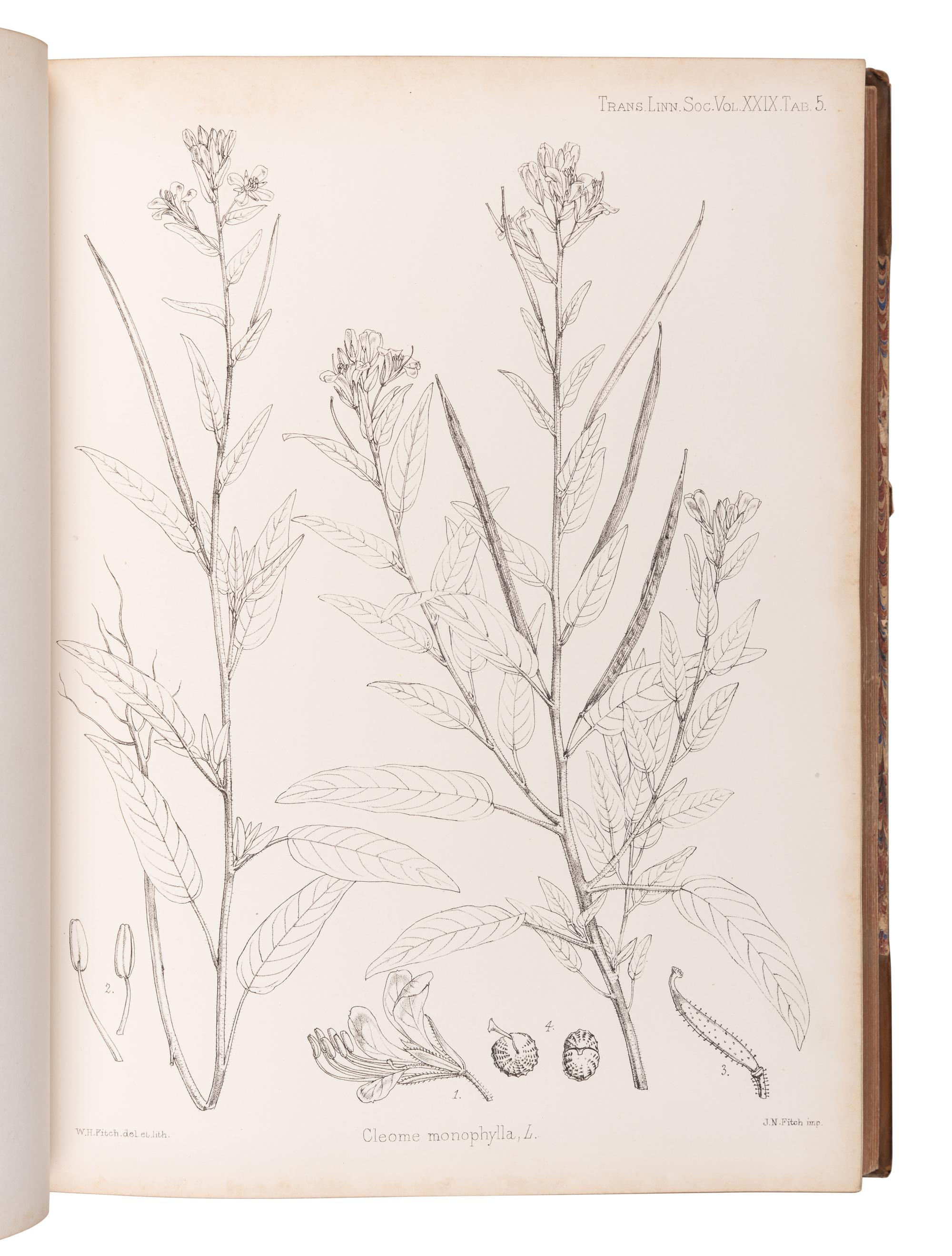 [EXPLORATION -- AFRICA]. PEKE, John Hanning (1827-1864), James Augustus GRANT (1827-1892), and Daniel OLIVER, editor (1830-1916). Botany of the Speke and Grant Expedition . London: Taylor and Francis, 1872.