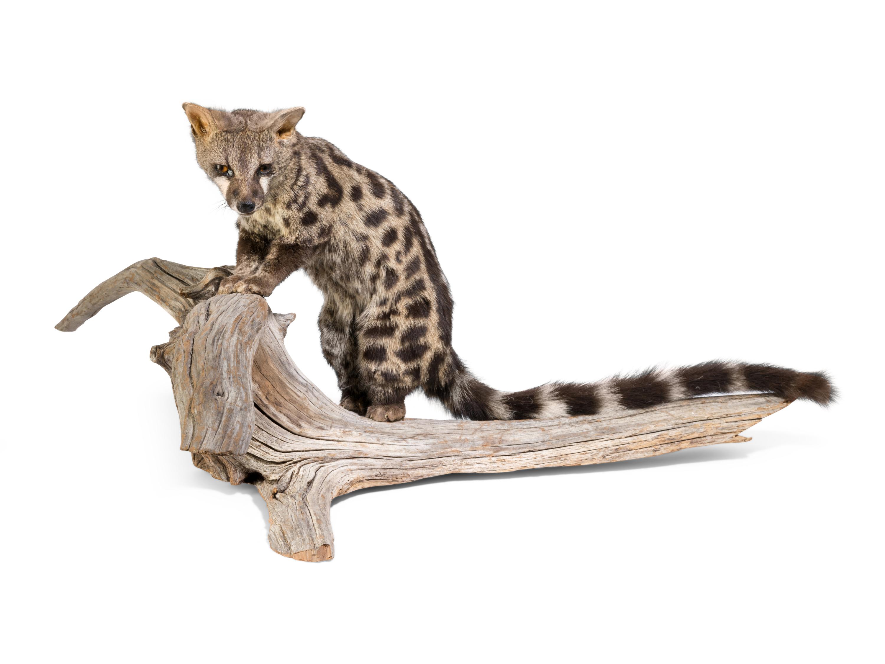 A Taxidermy Spotted African Genet