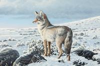 High Country-Coyote