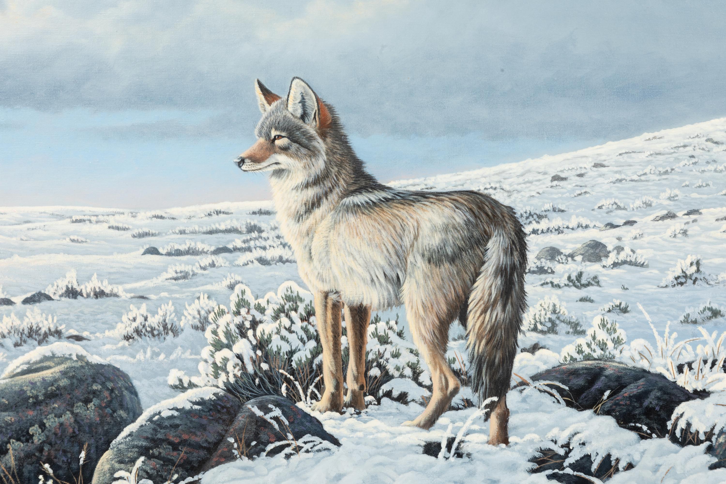 High Country-Coyote