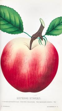 (BOTANY) Collection of 111 chromolithographs of fruit and flowers from [Nursery Specimens, c. 1880].
