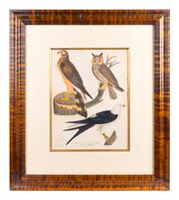 Four Hand-Colored Bird Engravings