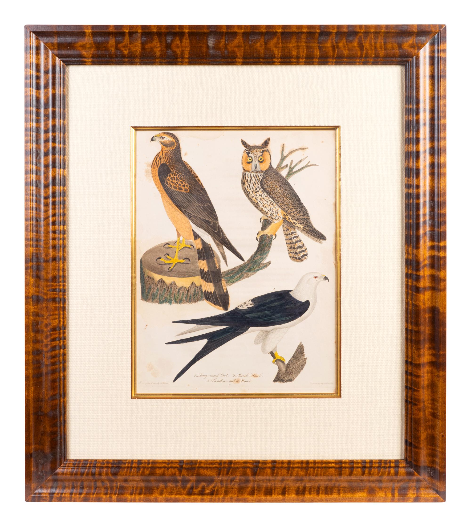 Four Hand-Colored Bird Engravings