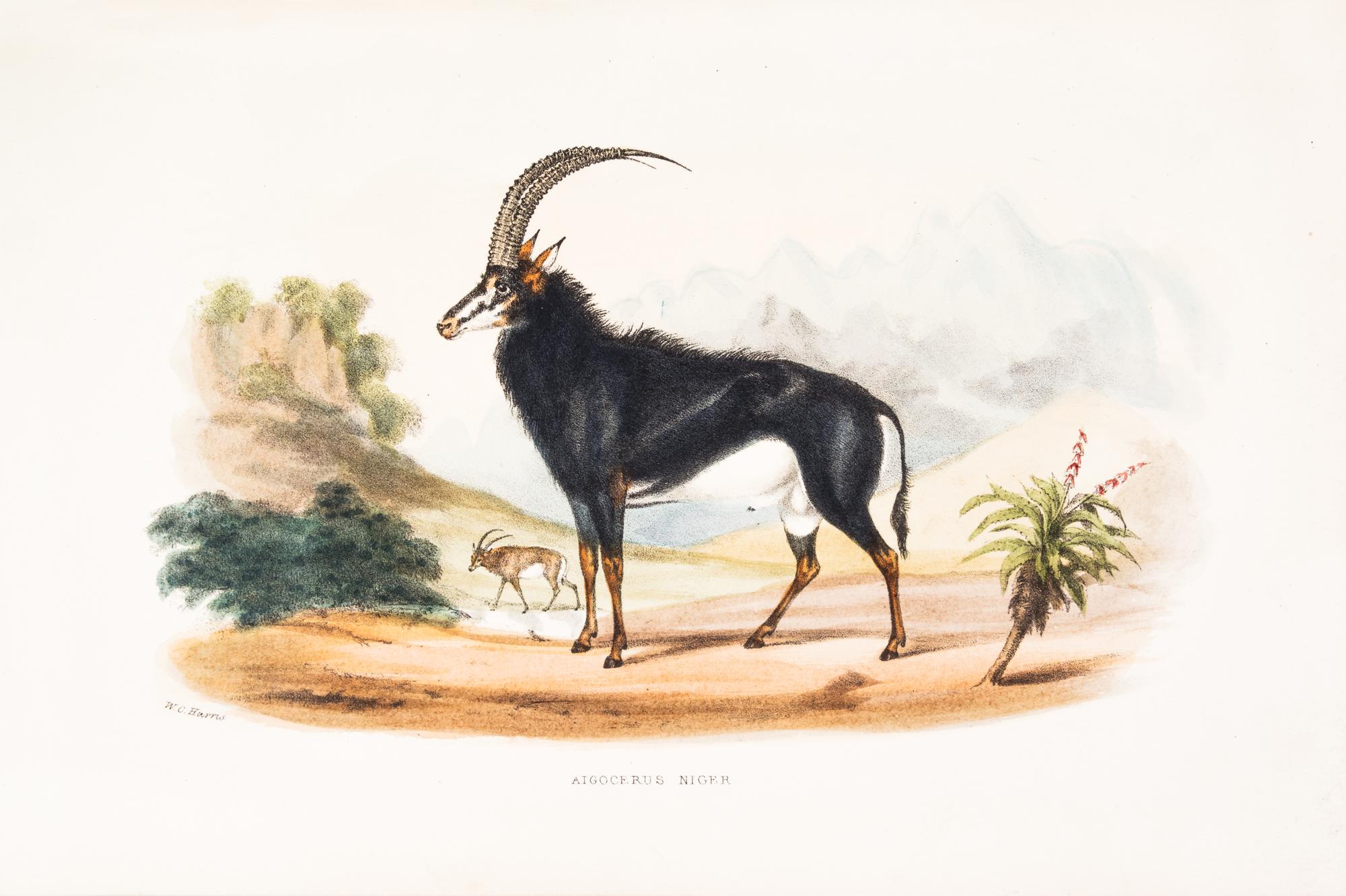 HARRIS, WILLIAM CORNWALLIS. The Wild Sports of Southern Africa. London, 1852. Fifth ed. Numerous plates.
