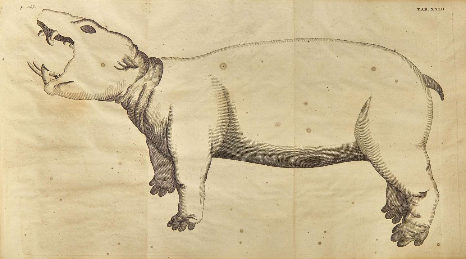 [Natural History] [Egypt] Alpini, Prospero, and Johann Vesling: Historiae Aegypti Naturalis...