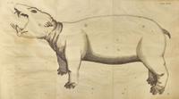 [Natural History] [Egypt] Alpini, Prospero, and Johann Vesling: Historiae Aegypti Naturalis...