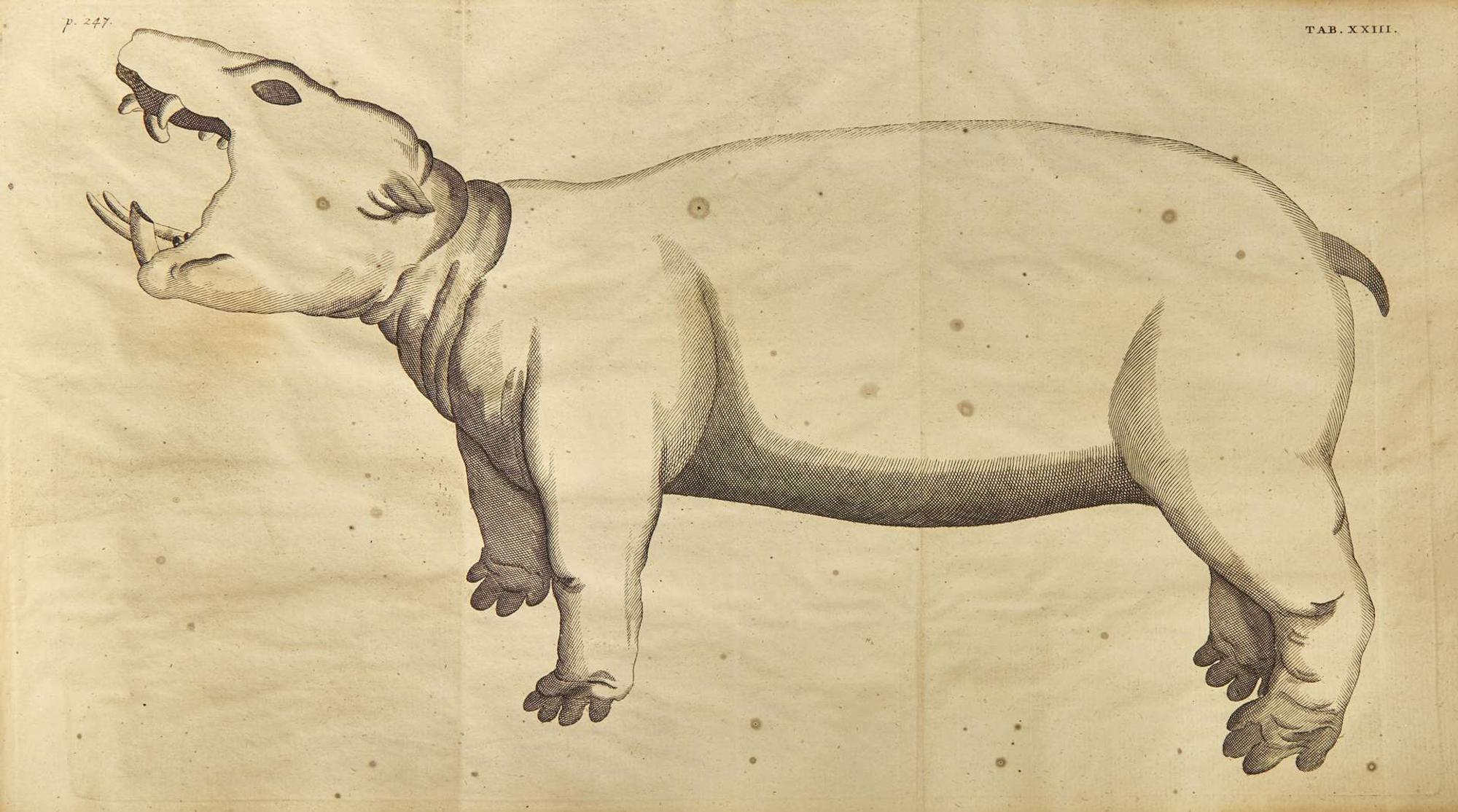 [Natural History] [Egypt] Alpini, Prospero, and Johann Vesling: Historiae Aegypti Naturalis...