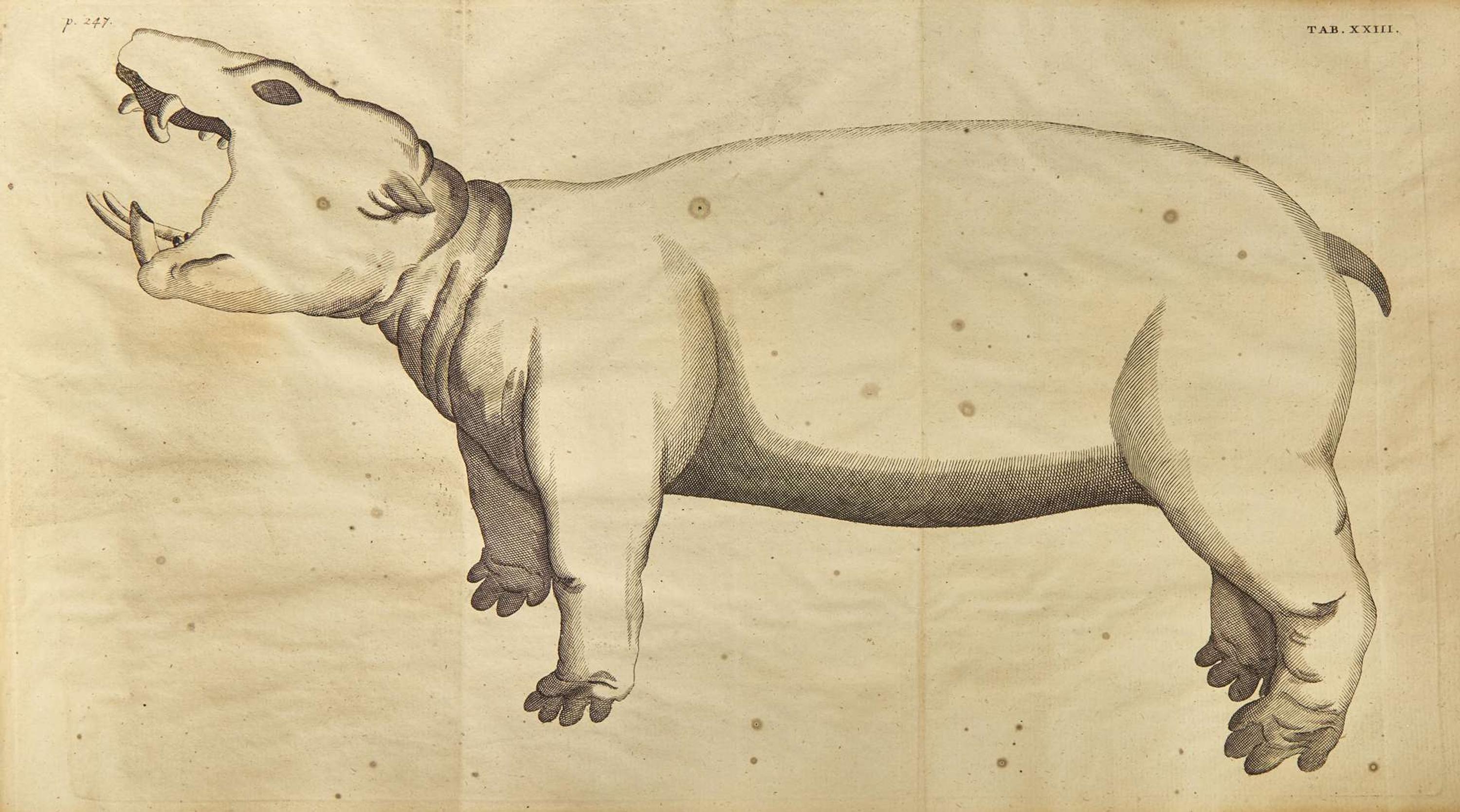 [Natural History] [Egypt] Alpini, Prospero, and Johann Vesling: Historiae Aegypti Naturalis...