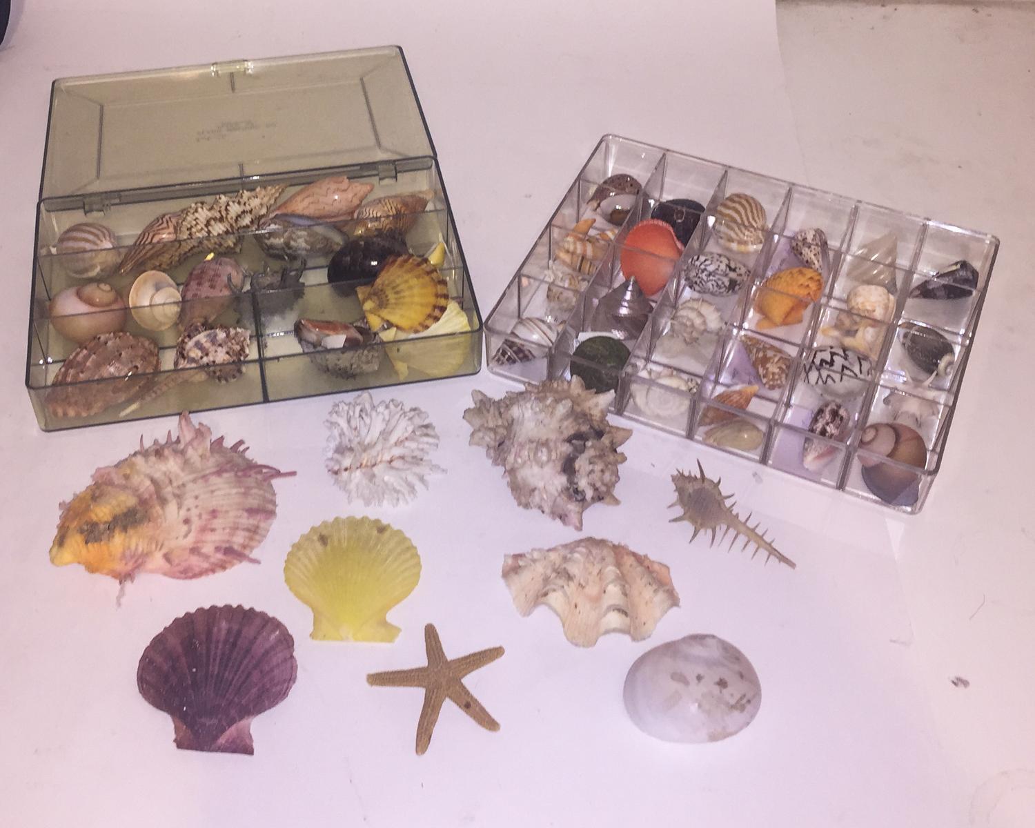 A Collection of Sea Shells.