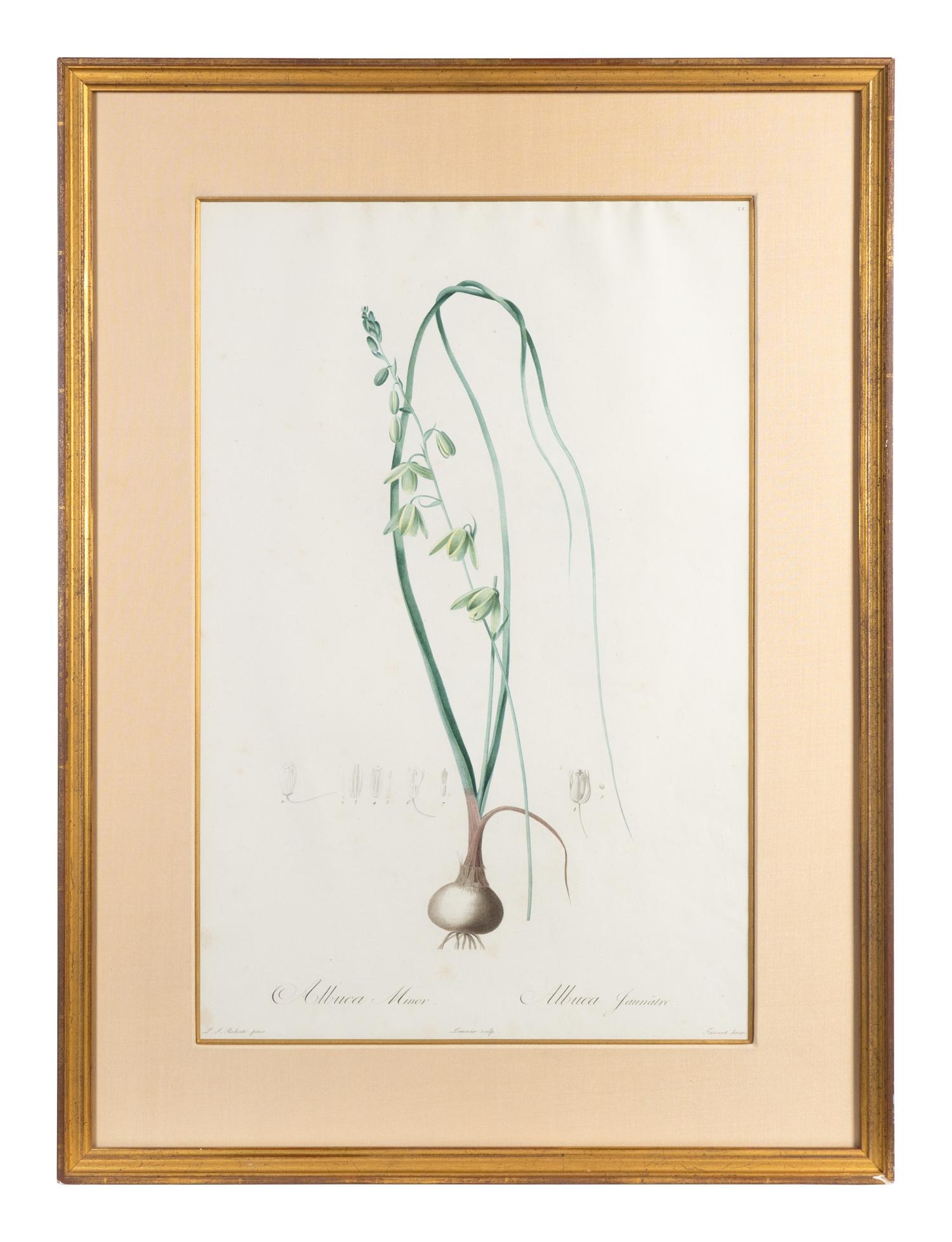 Six Colored Botanical Engravings
