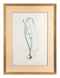 Six Colored Botanical Engravings
