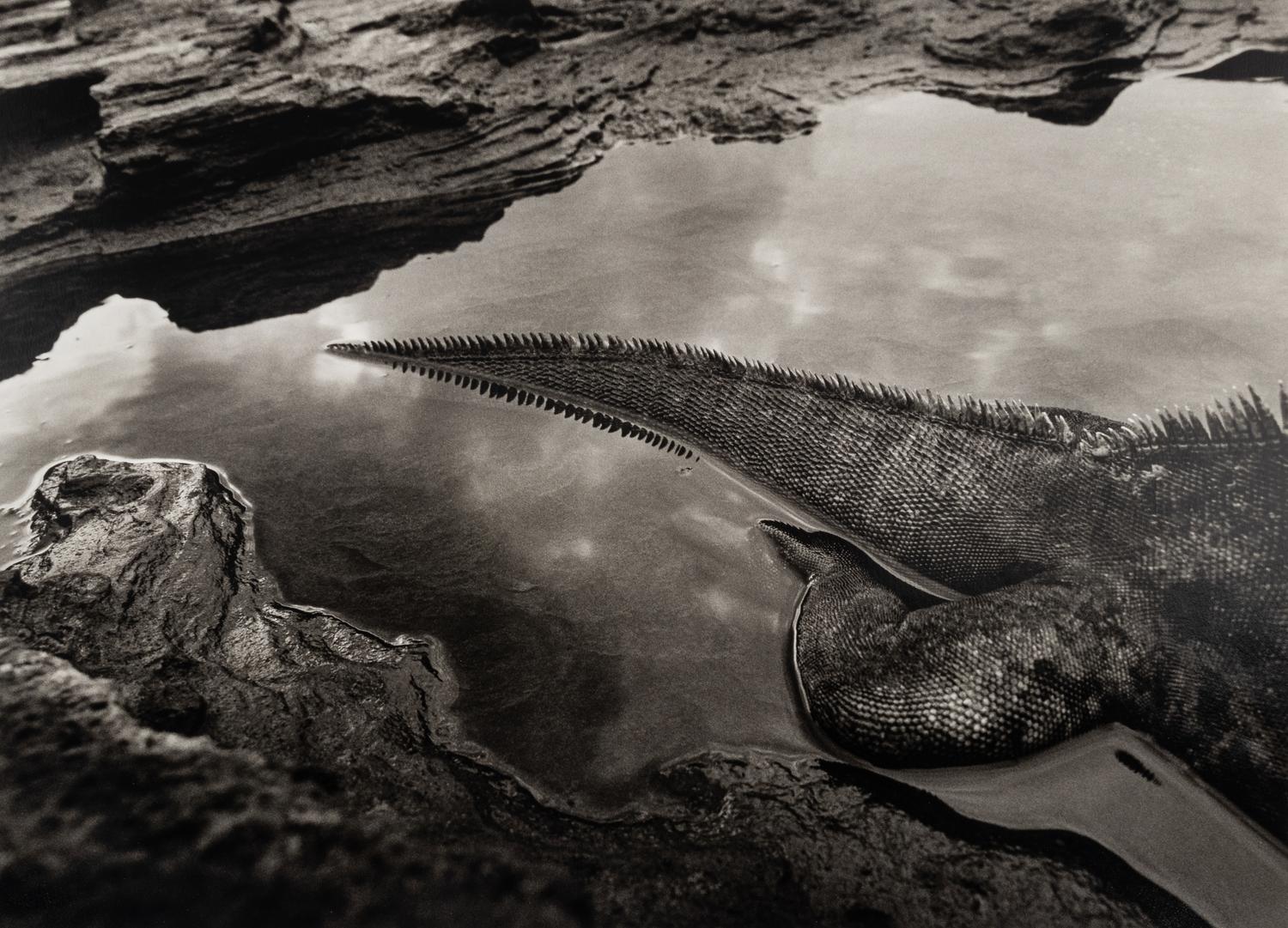 Sebastião Salgado (born 1944) Marine Iguana (Amblyrhynchus cristatus), Rábida Island, the Galápagos [tail], 2004, from "Genesis"