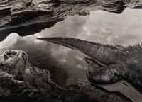 Sebastião Salgado (born 1944) Marine Iguana (Amblyrhynchus cristatus), Rábida Island, the Galápagos [tail], 2004, from "Genesis"