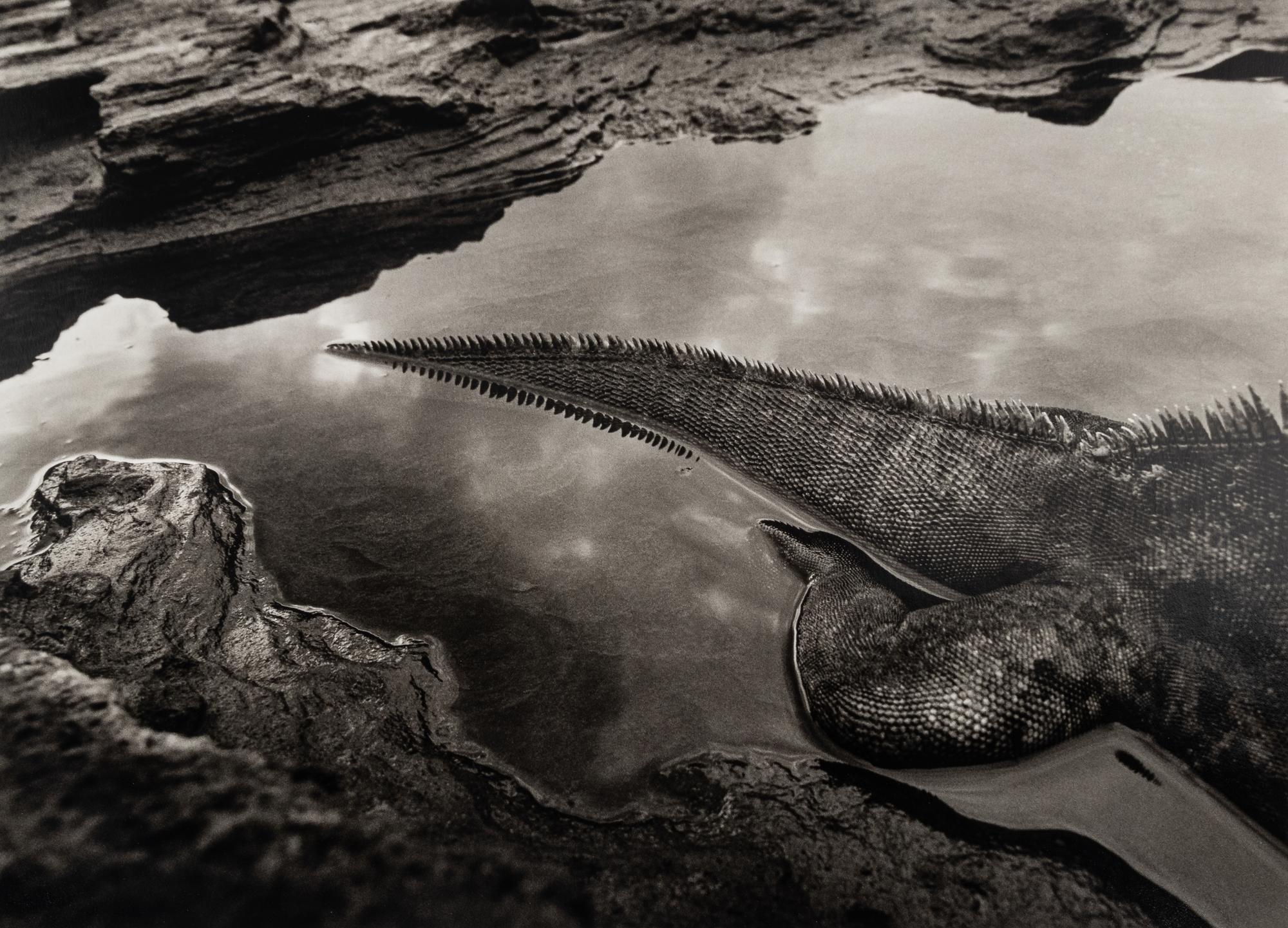 Sebastião Salgado (born 1944) Marine Iguana (Amblyrhynchus cristatus), Rábida Island, the Galápagos [tail], 2004, from "Genesis"