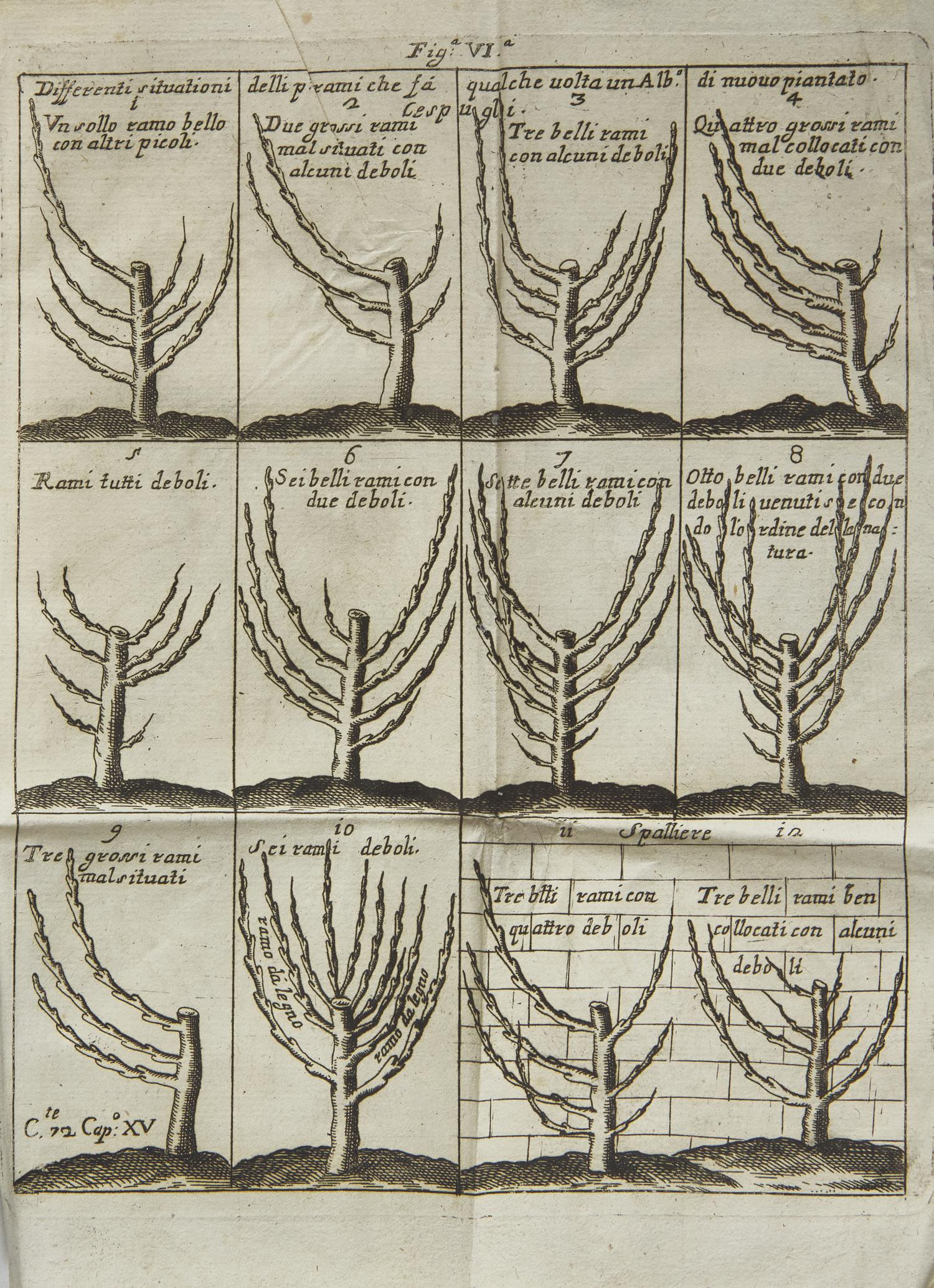 [Natural History] Quintinie, Jean de la. Trattato Del Taglio de Gl'Alberi Fruttiferi Del fu Monsu Della Quintinye...