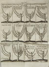 [Natural History] Quintinie, Jean de la. Trattato Del Taglio de Gl'Alberi Fruttiferi Del fu Monsu Della Quintinye...