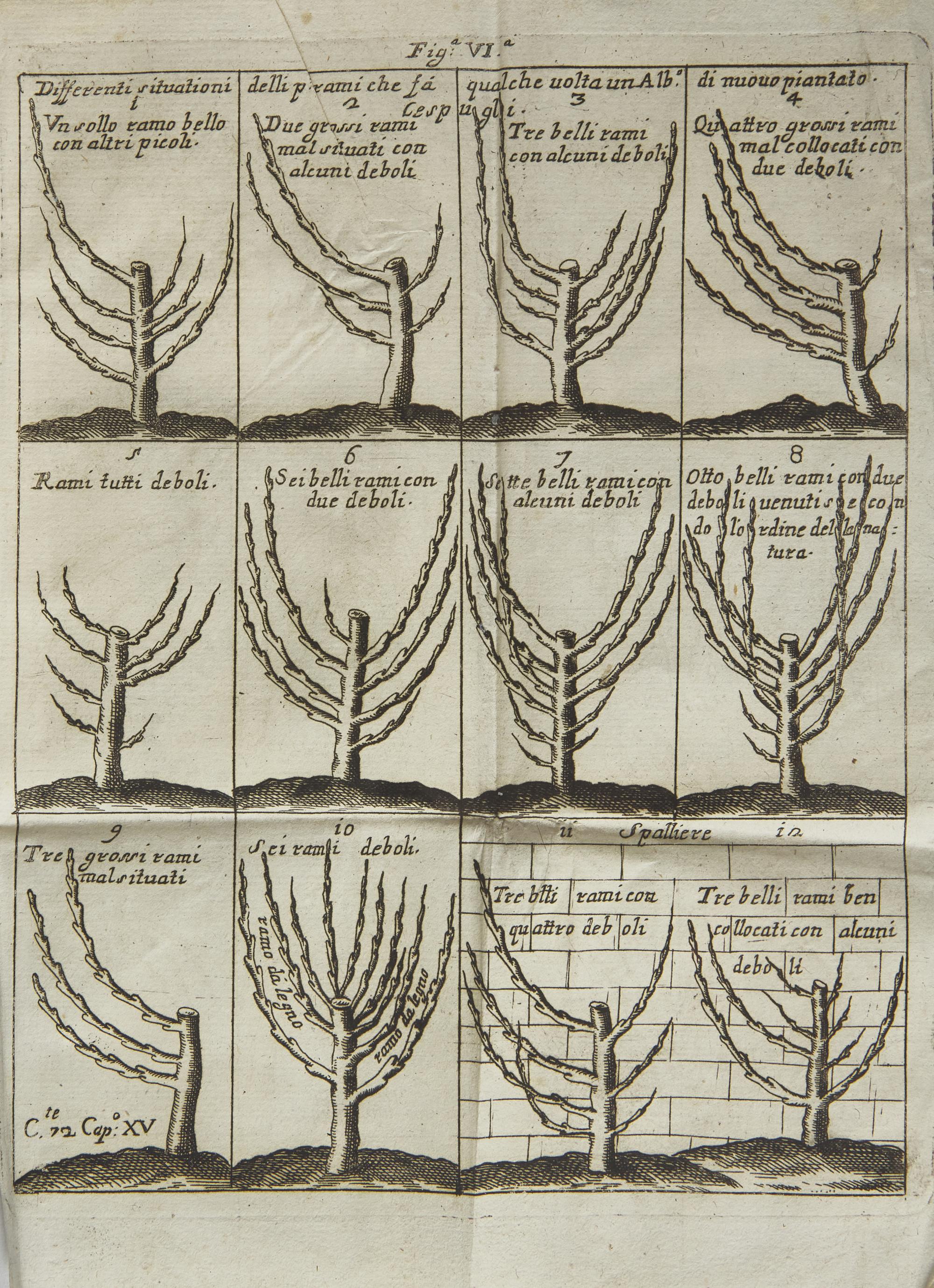 [Natural History] Quintinie, Jean de la. Trattato Del Taglio de Gl'Alberi Fruttiferi Del fu Monsu Della Quintinye...